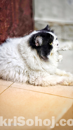 Pure Persian Adult Male Cat